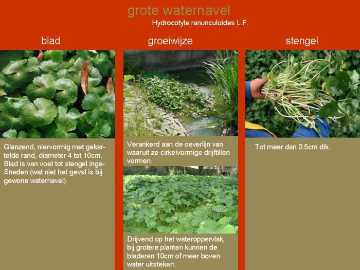 Infofiche grote waternavel