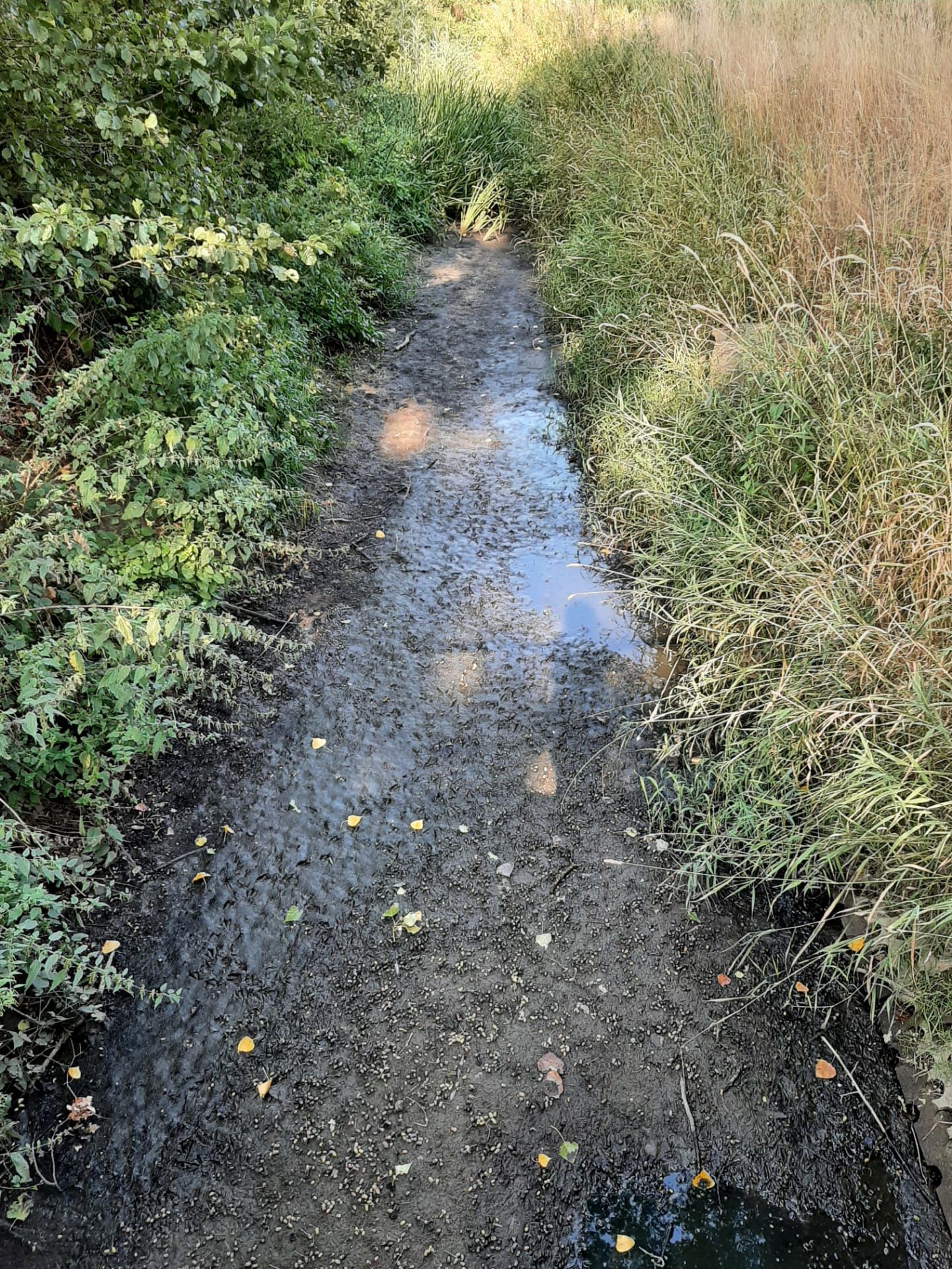 Hertsbergebeek (september 2022)