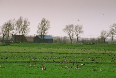 polderlandschap polderlandschap