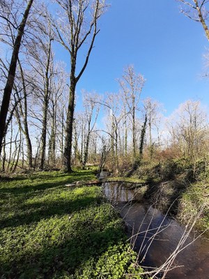 Wantebeek ter hoogte van de Vorte Bossen (Bron: VMM)