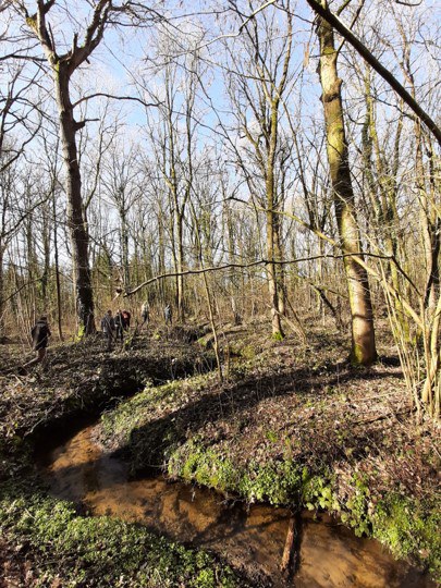 Wantebeek - meandering