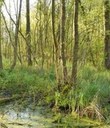 Elzenbroekbos Elzenbroekbos