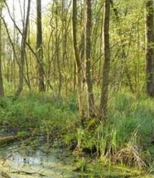 Elzenbroekbos
