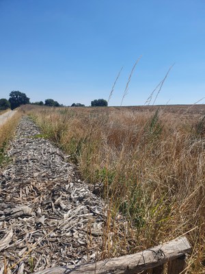 Maarkebeek - houthakseldam