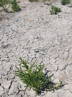droogte