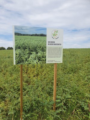 Zwalm - watertekort (thv Franskouter proefveld kikkererwten (droogteresistent gewas))