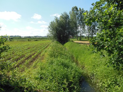 Gelbeek