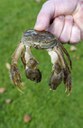 Chinese Wolhandkrab Chinese Wolhandkrab
