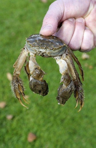 Chinese Wolhandkrab