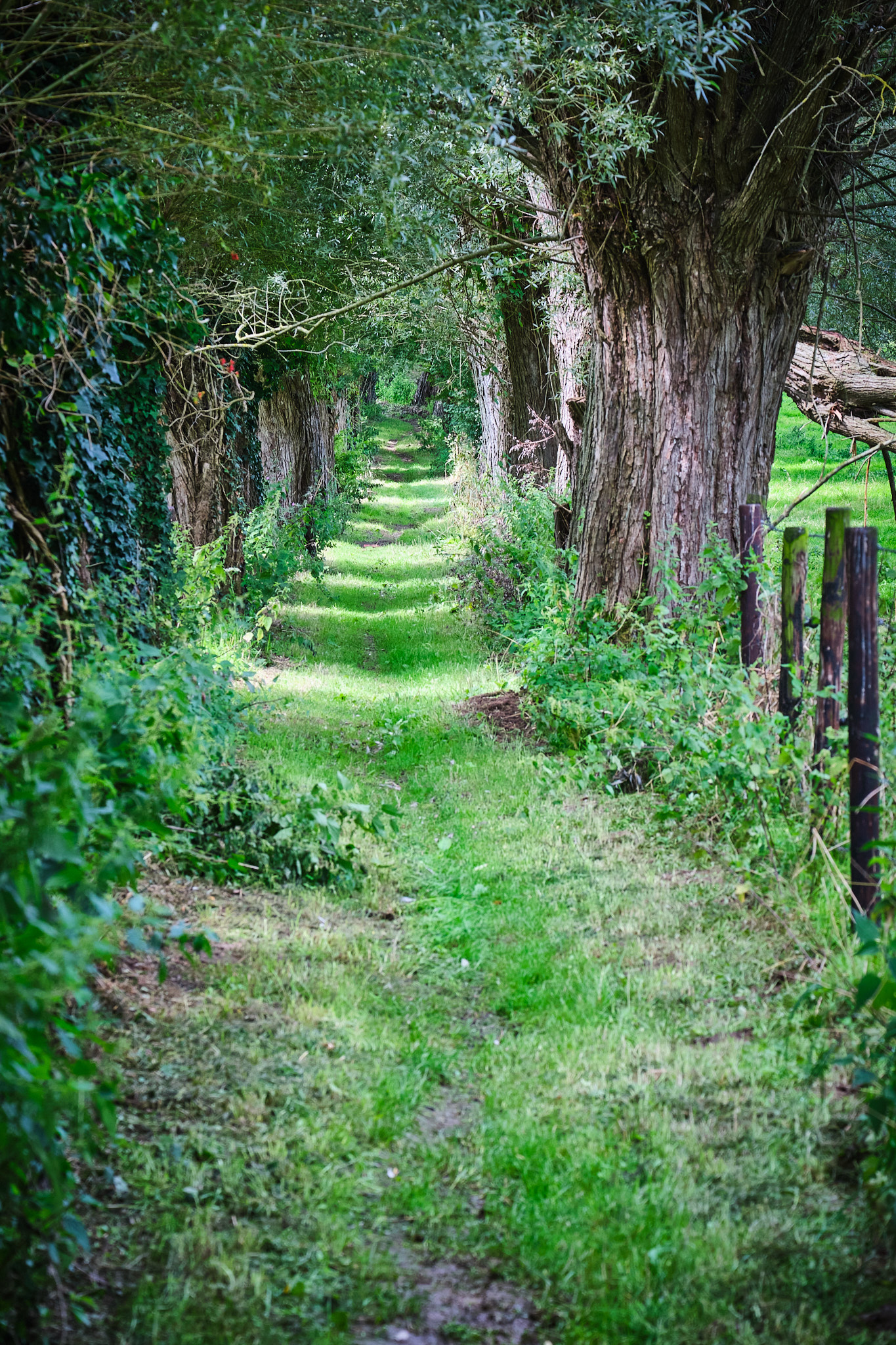 Mark - wandelnetwerk