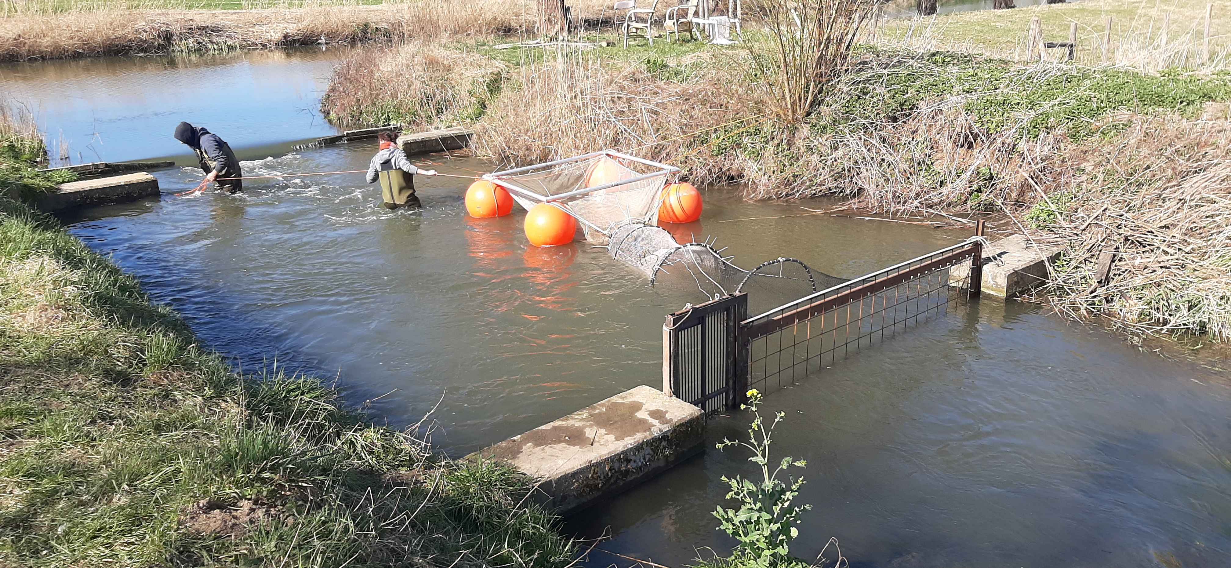 Afvissing ter hoogte van de vistrap in Rotselaar