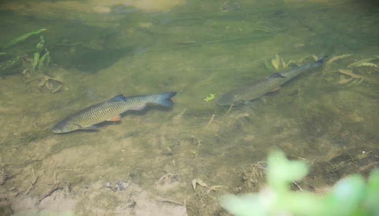 Nov. 2025 - Kopvoorn in de IJse