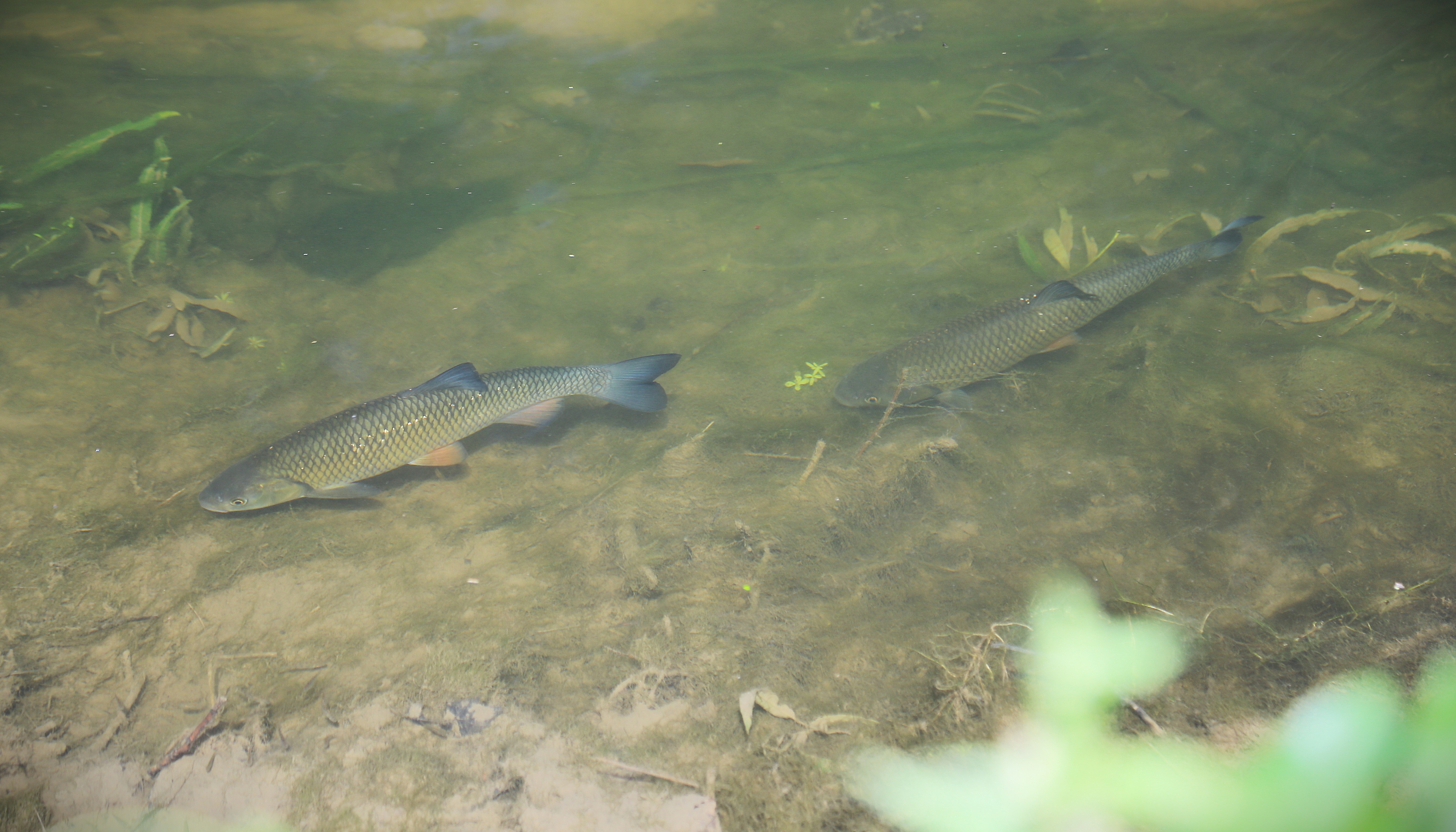 Nov. 2025 - Kopvoorn in de IJse
