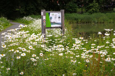 2024 - Kasteelpark d’Isque in Overijse | Heringerichte vijver
