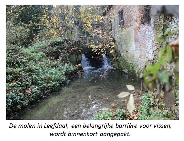 Voer - Molen Leefdaal