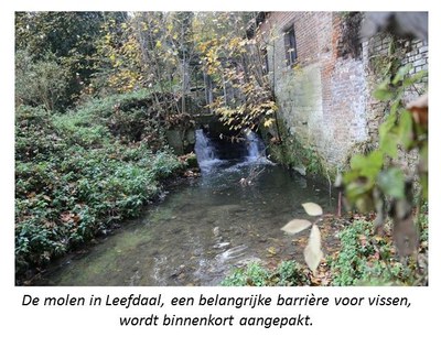 De molen in Leefdaal, een belangrijke barrière voor vissen, die binnenkort wordt aangepakt.