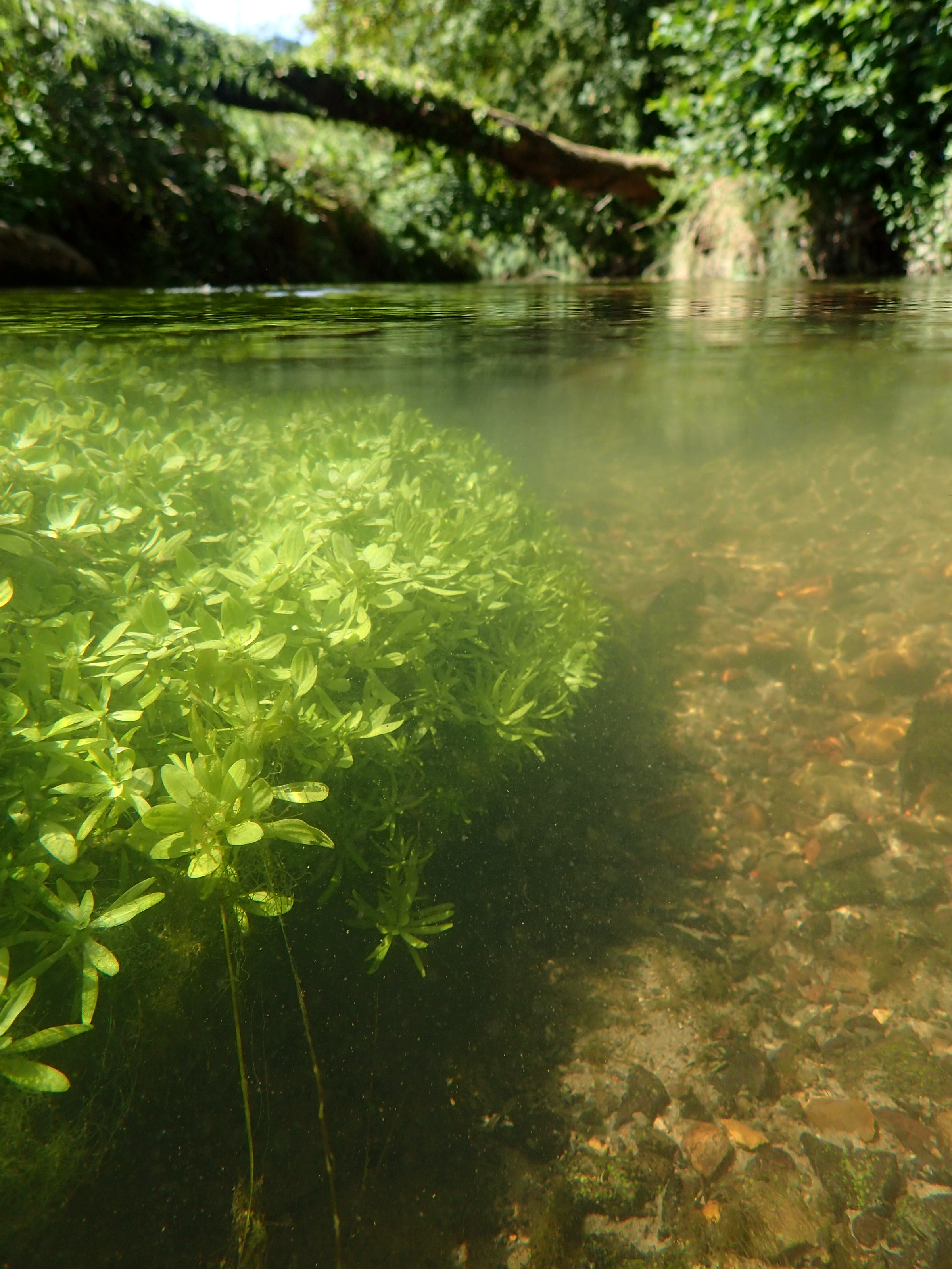 IJse - onderwatervegetatie