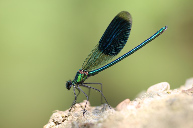 IJse - weidebeekjuffer