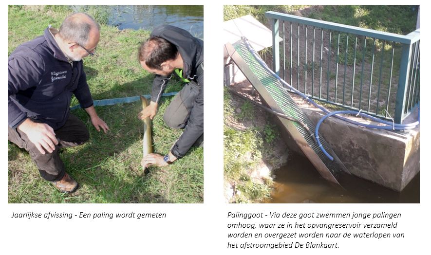 Mrt 2023 - Herstel paling De Blankaart