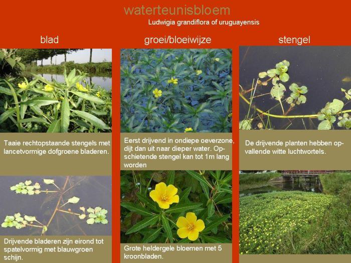 Infofiche waterteunisbloem