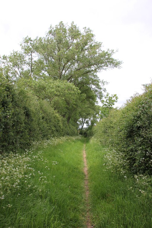 wandelpad - houtkanten