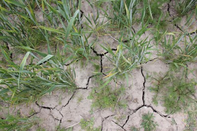Blankaart - droogte
