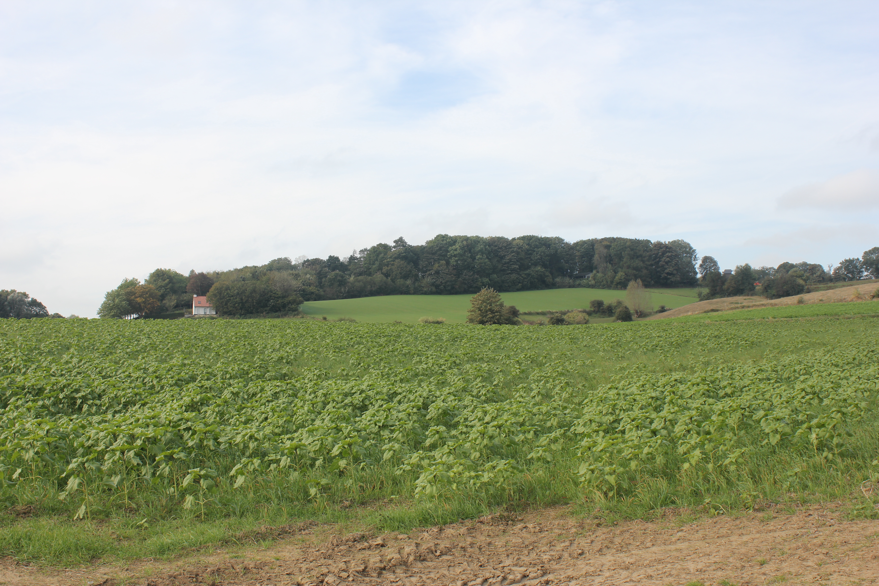 Bron Galooiebeek (Douvebeek)