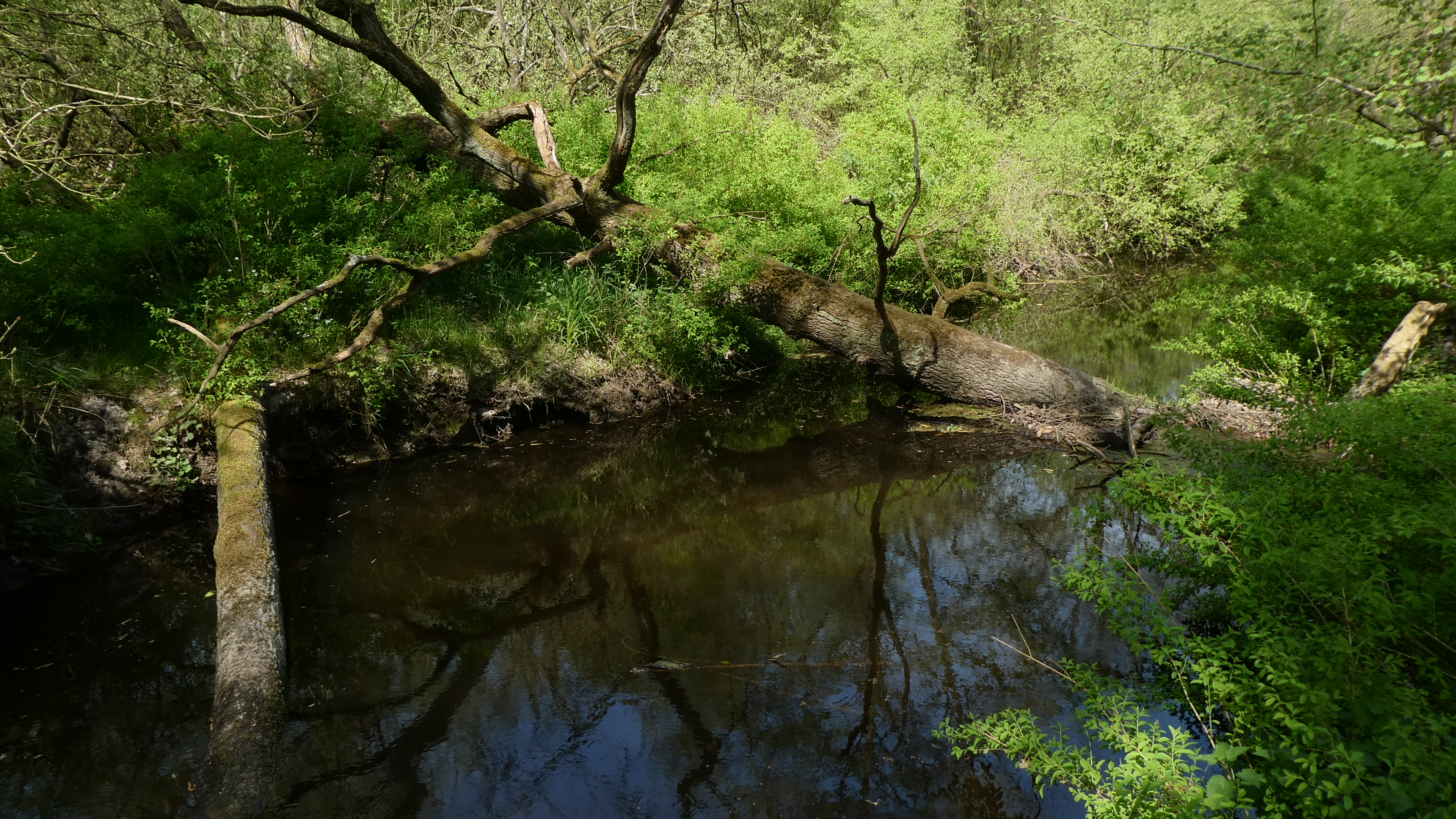 Spontane processen door nulbeheer