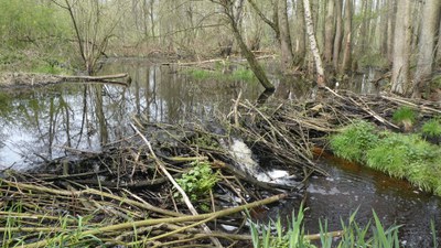 Bosbeek beverdam in As