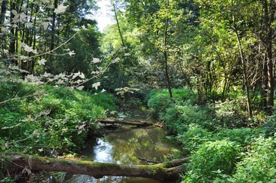 Dommel - waterkwaliteit (dood hout in de beek)