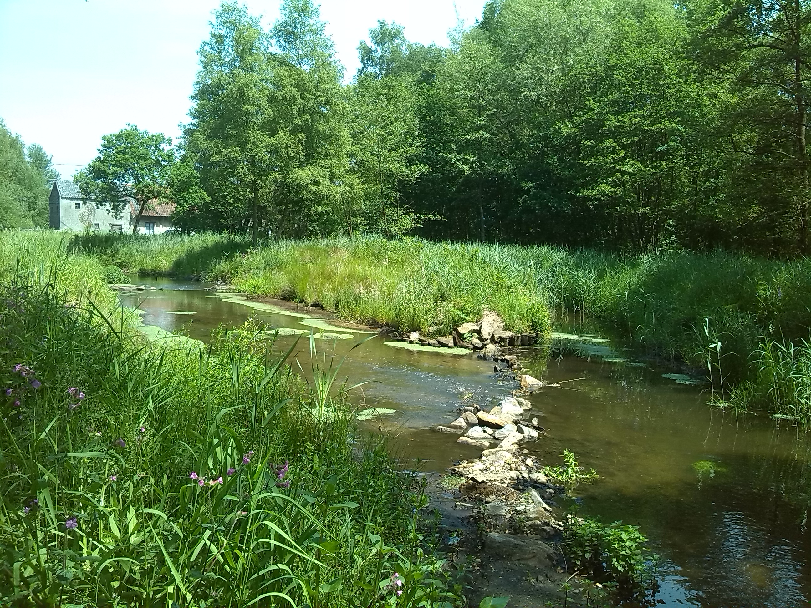 Warmbeek - vistrap thv 't Mulke (Achel)