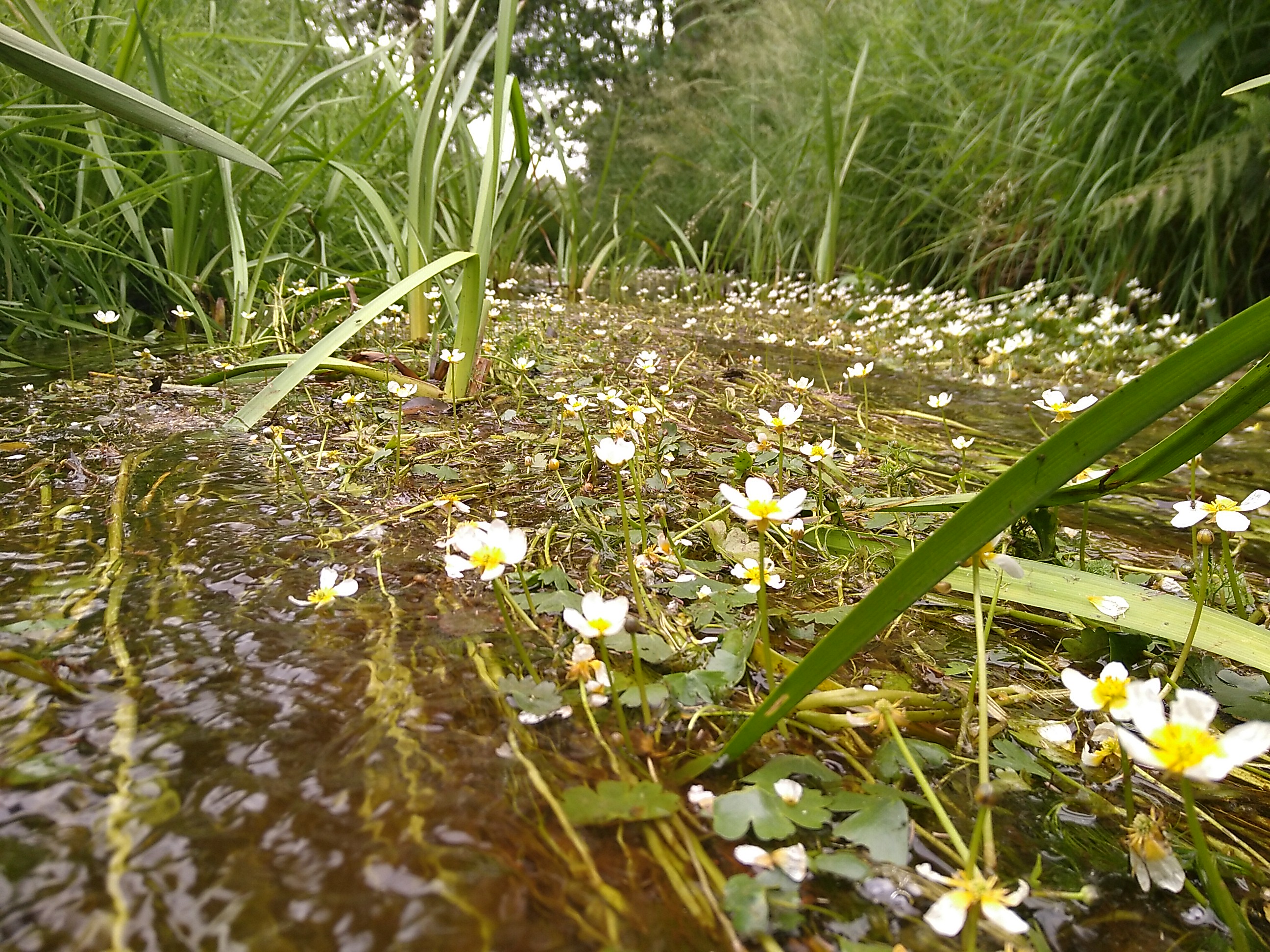 Warmbeek - grote waterranonkel