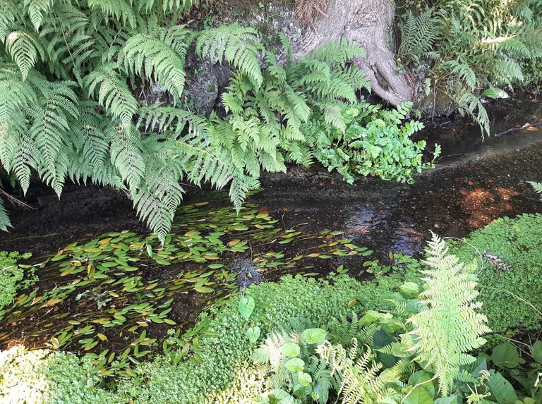 Warmbeek - helder water