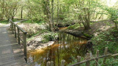 Bosbeek vlonderpad