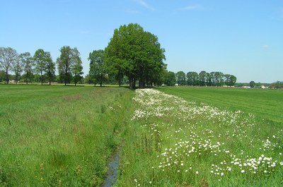Dommel