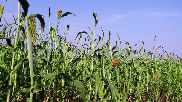 Boer.Beek.Bodem - Sorghum