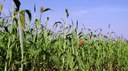 Boer.Beek.Bodem - Sorghum Boer.Beek.Bodem - Sorghum