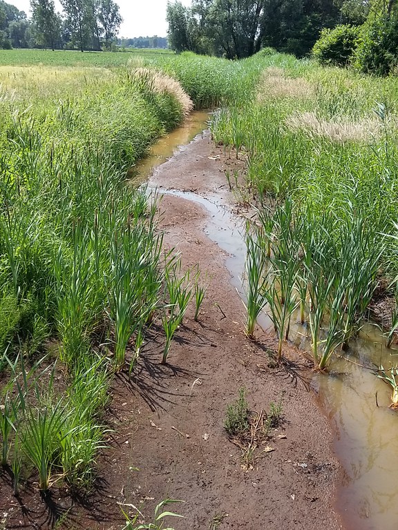 Rodeloop Corsendonk (2020)