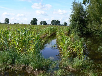 Kleine Nete & Wamp - wateroverlast Retie Hodonksepad