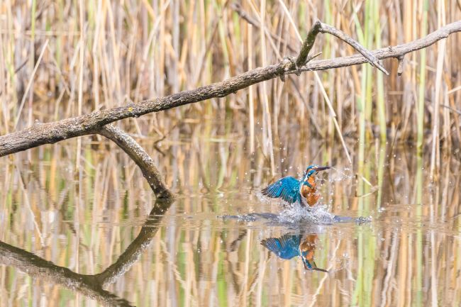 IJsvogel