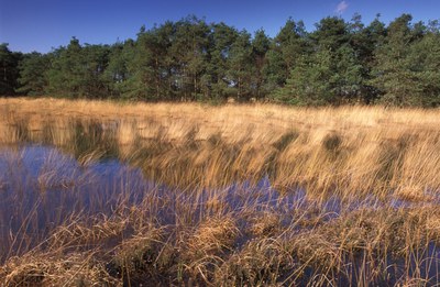 Op 19 december 2024 heeft de CIW kennis genomen van de integrale ruimtelijke visie op natte natuur, ontwikkeld door de projectgroep Natte Natuur. Zowel in het Europese als in het Vlaamse beleid is er steeds meer aandacht voor de bescherming en het herstel van natte natuur. Deze visie biedt ondersteuning bij het lokaliseren van toekomstige natte natuurprojecten.